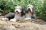 BEARDED COLLIE 019